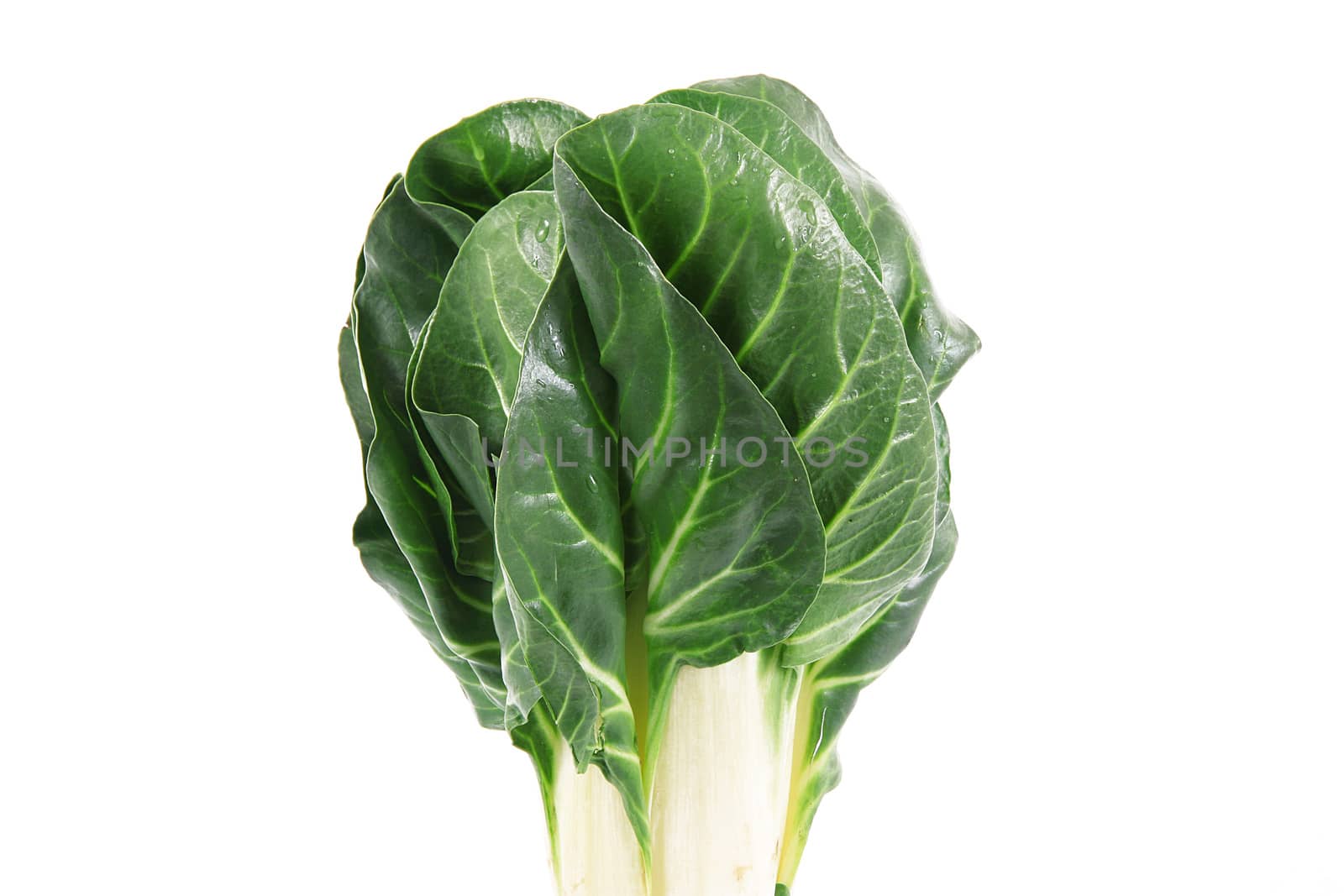 fresh vegetable ribs on white background