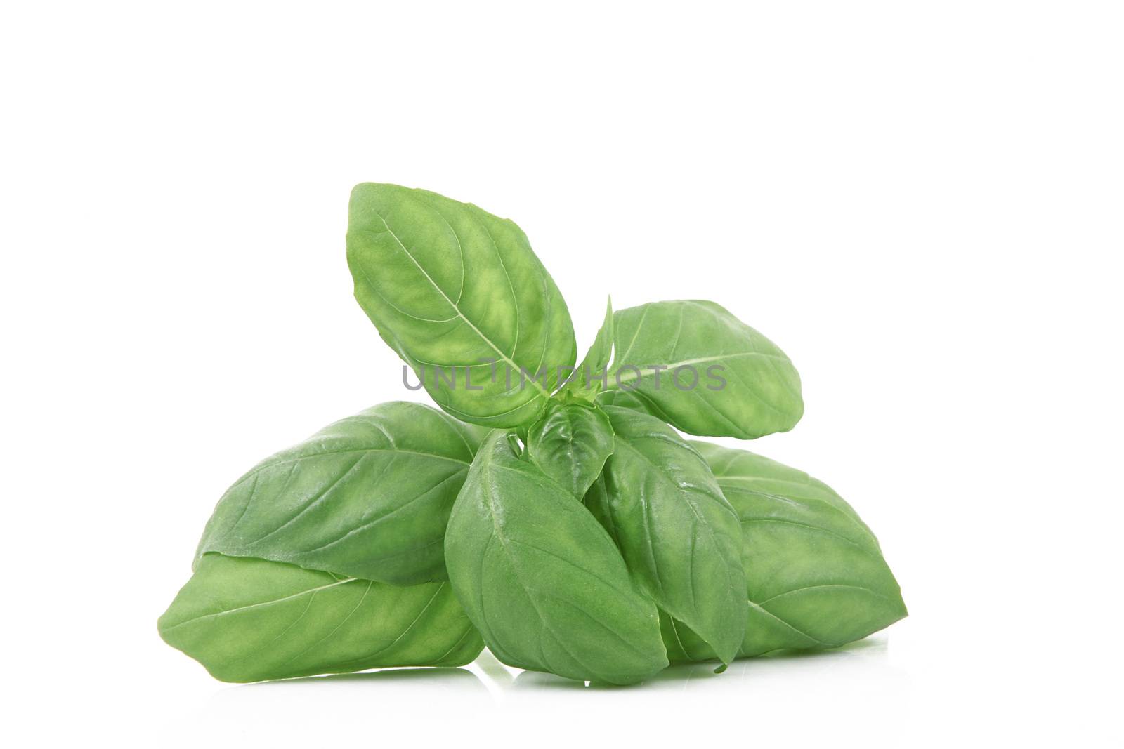 fresh basil leaves on white background