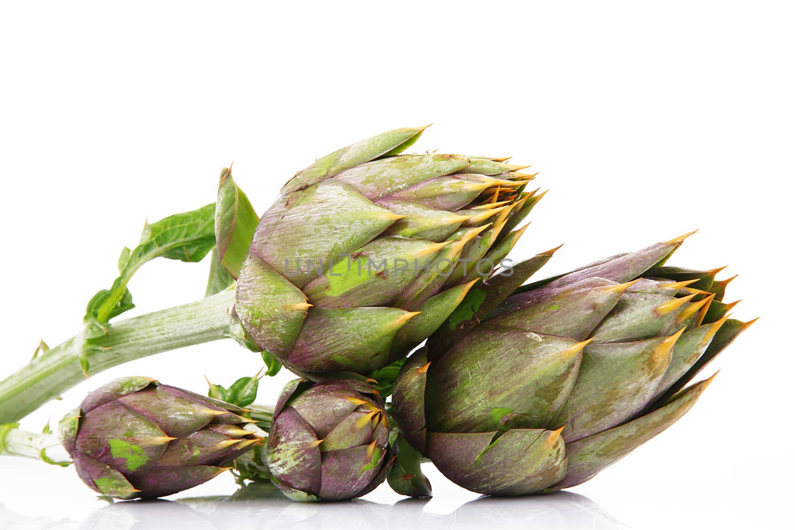 fresh artichokes on white background