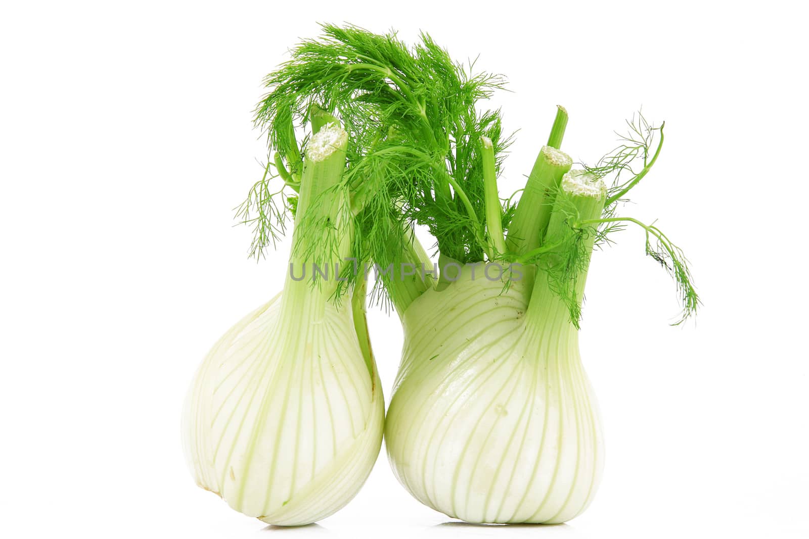 fresh isolated fennels on white background