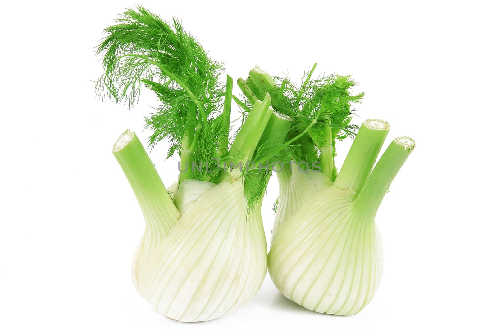 fresh isolated fennels on white background