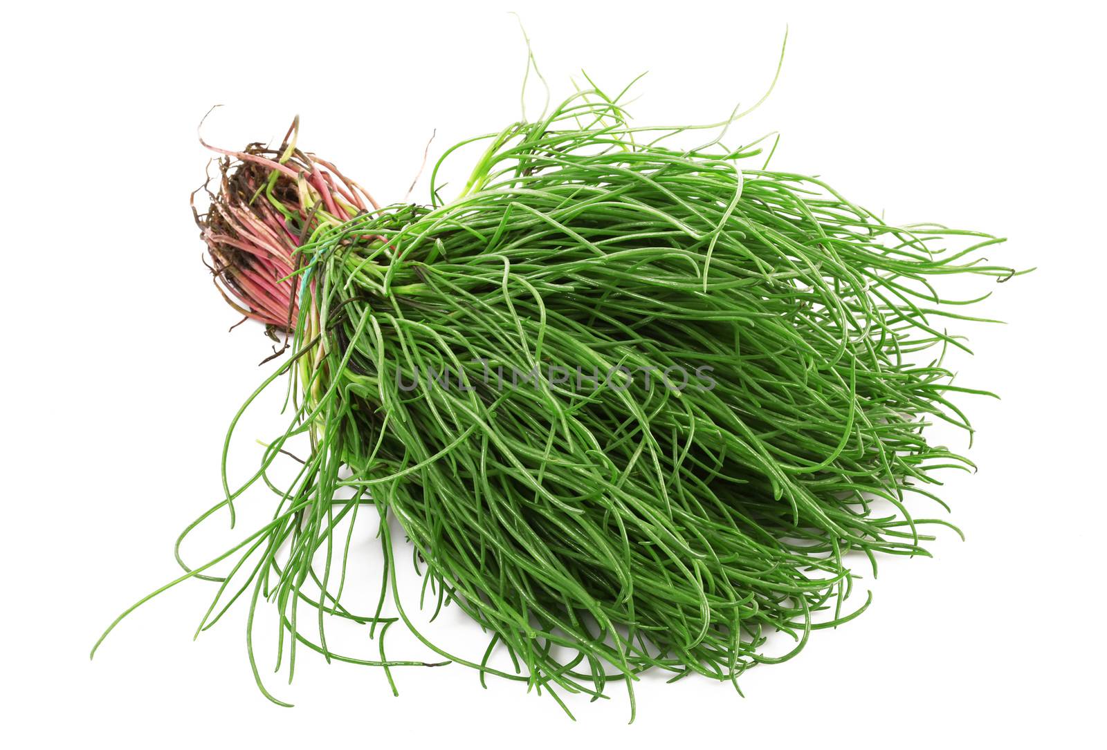 fresh Friar's Beard Salad on white background