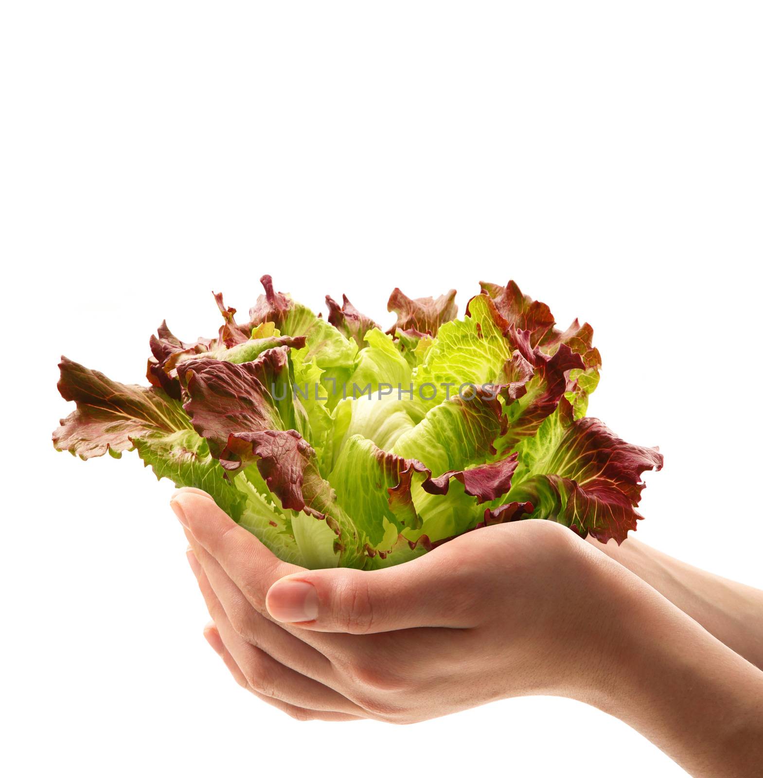 fresh salade in the hands on white background