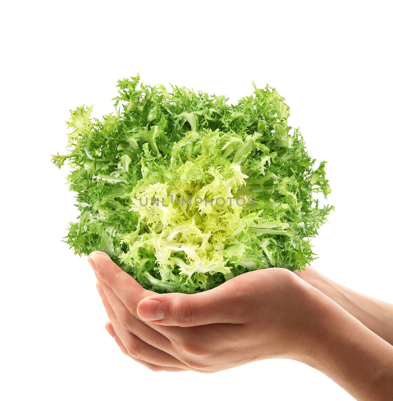 fresh salade in the hands on white background