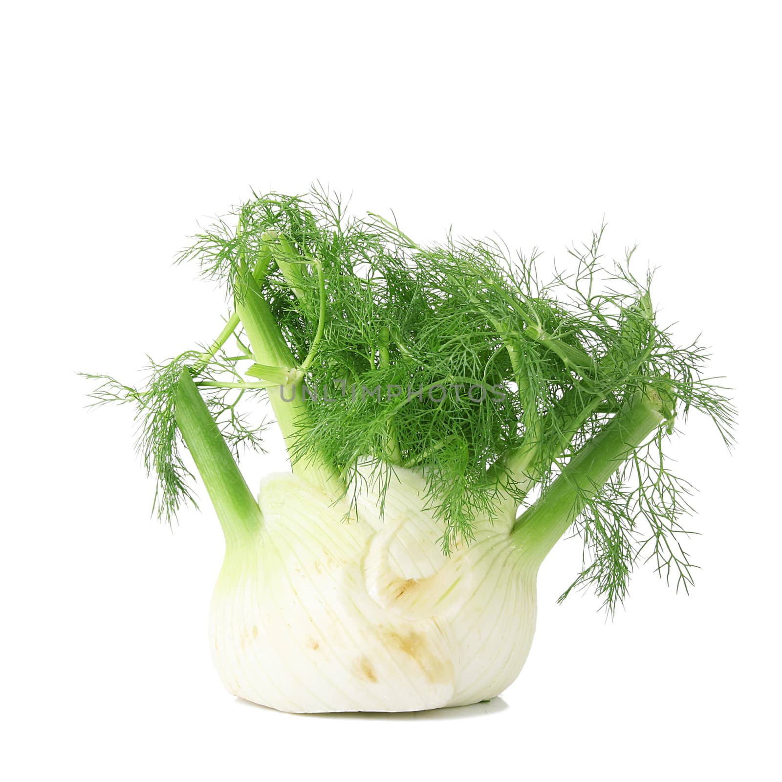 fresh isolated fennel on white background