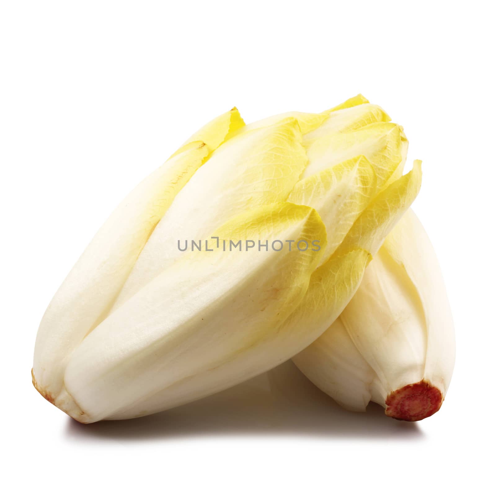 fresh endive salad on white background