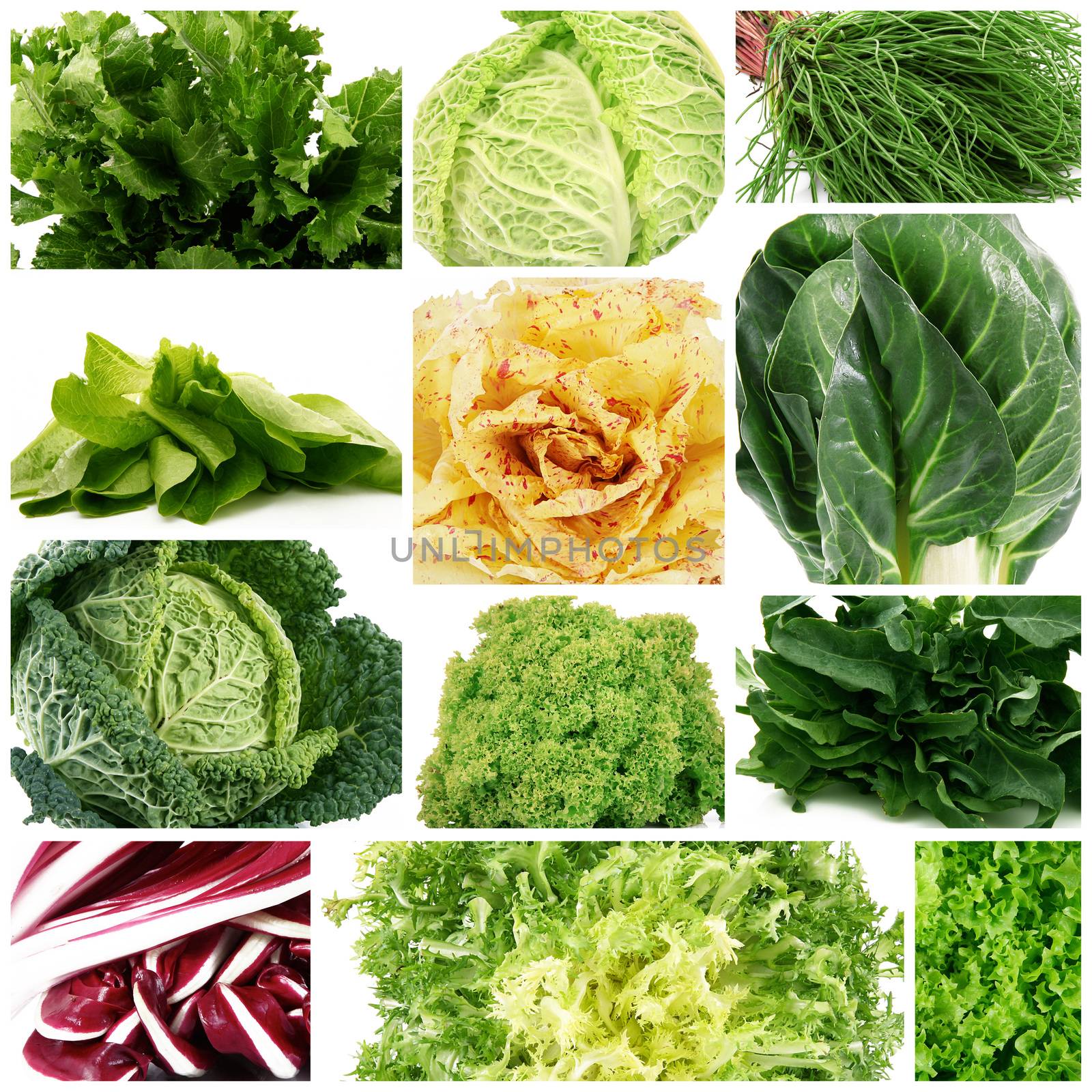 fresh salad collage on white background
