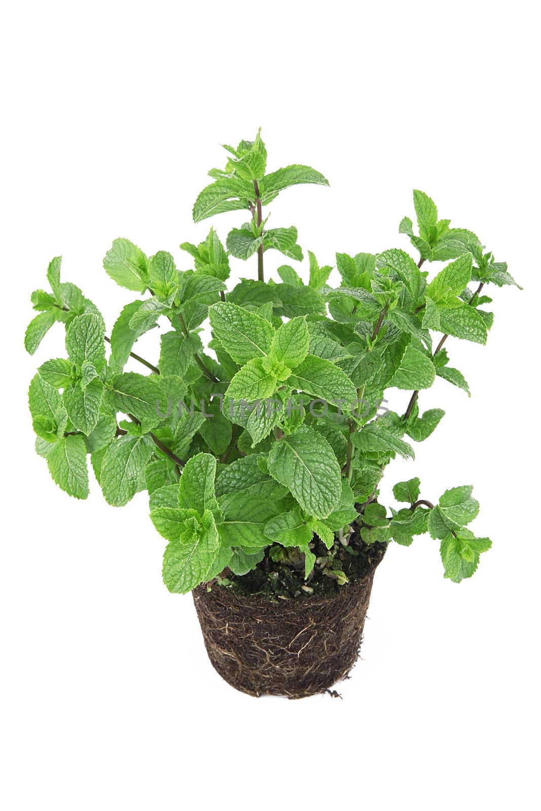 fresh mint leaves on white background
