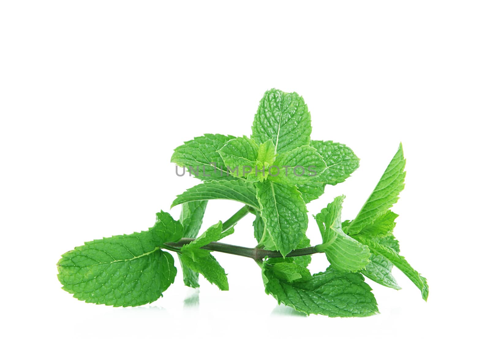 fresh mint leaves on white background