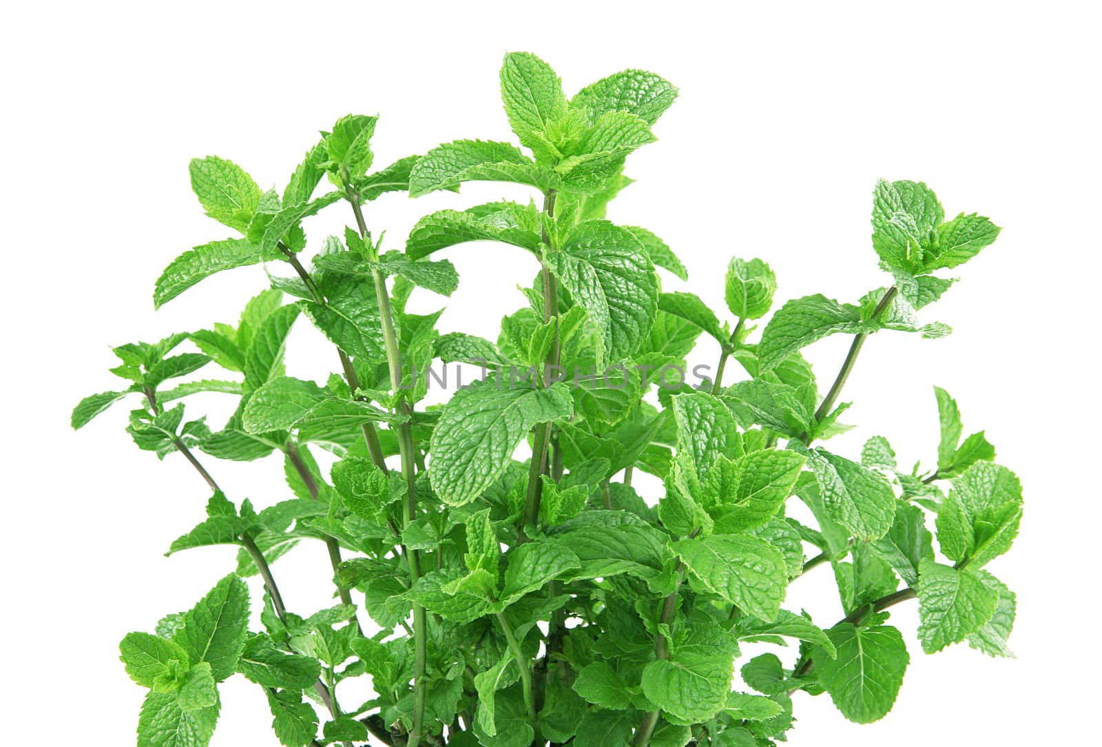 fresh mint leaves on white background