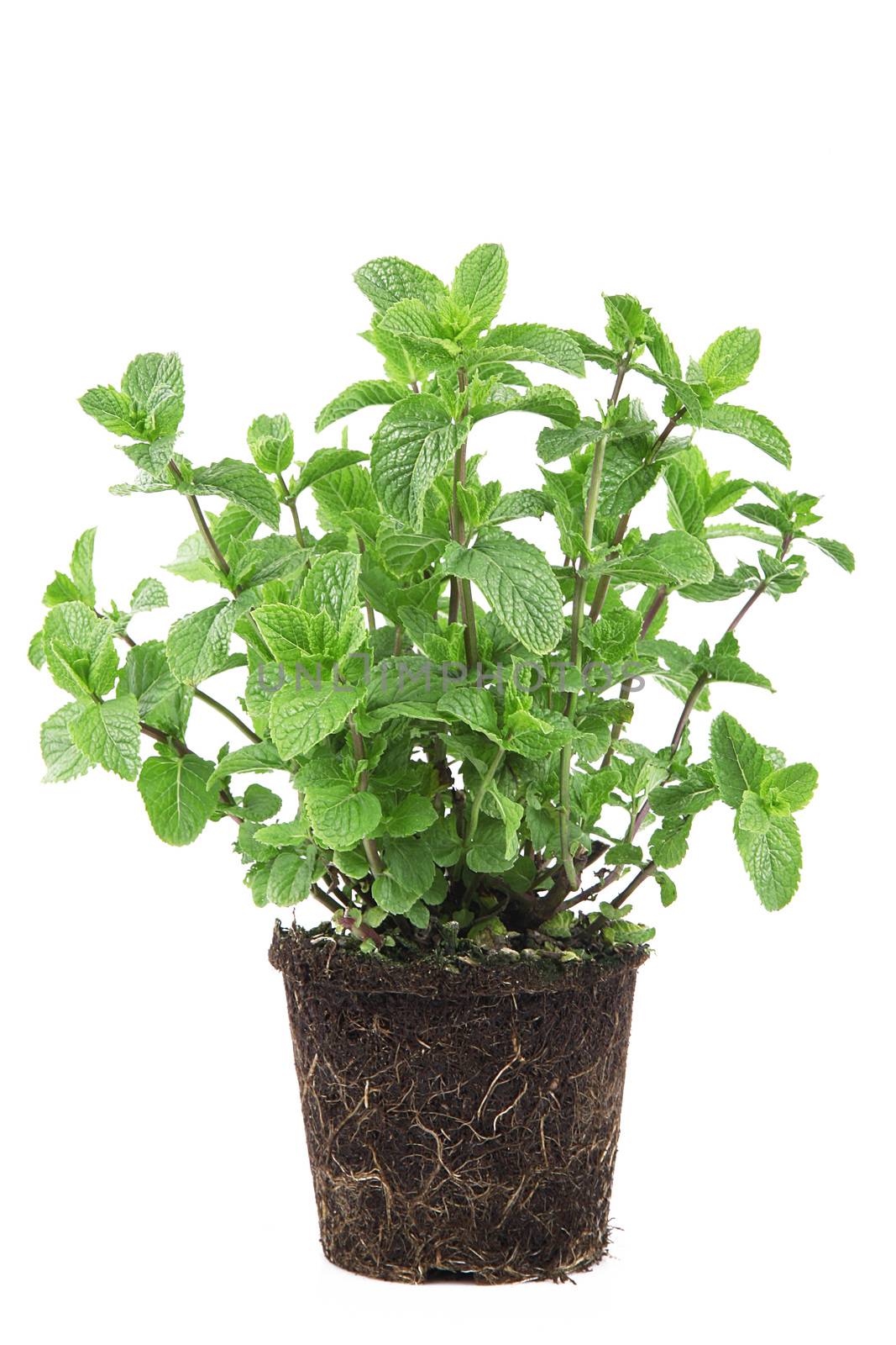 fresh mint leaves on white background