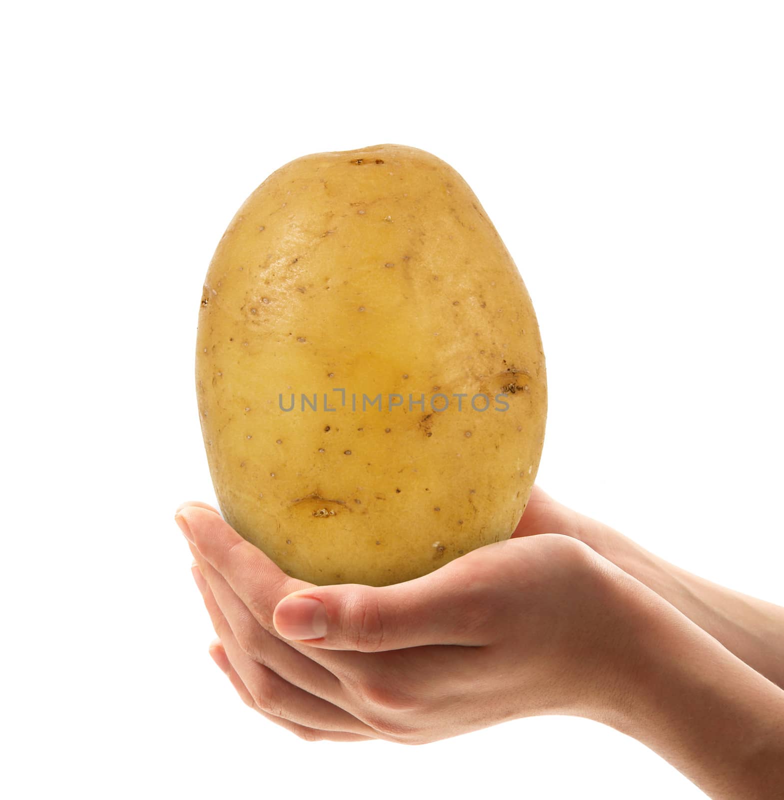 fresh potato in the hands