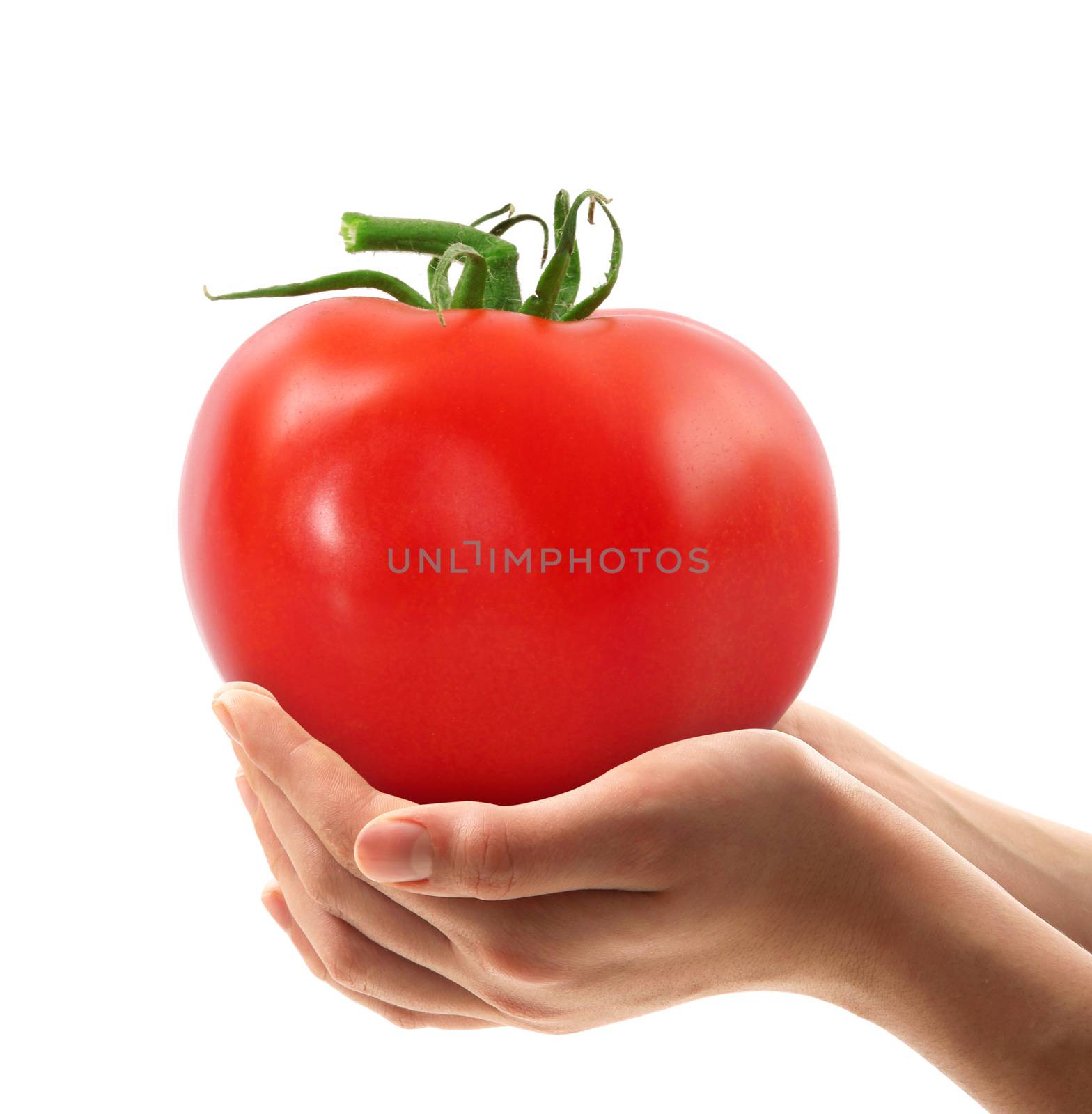 tomato in the hands on white background