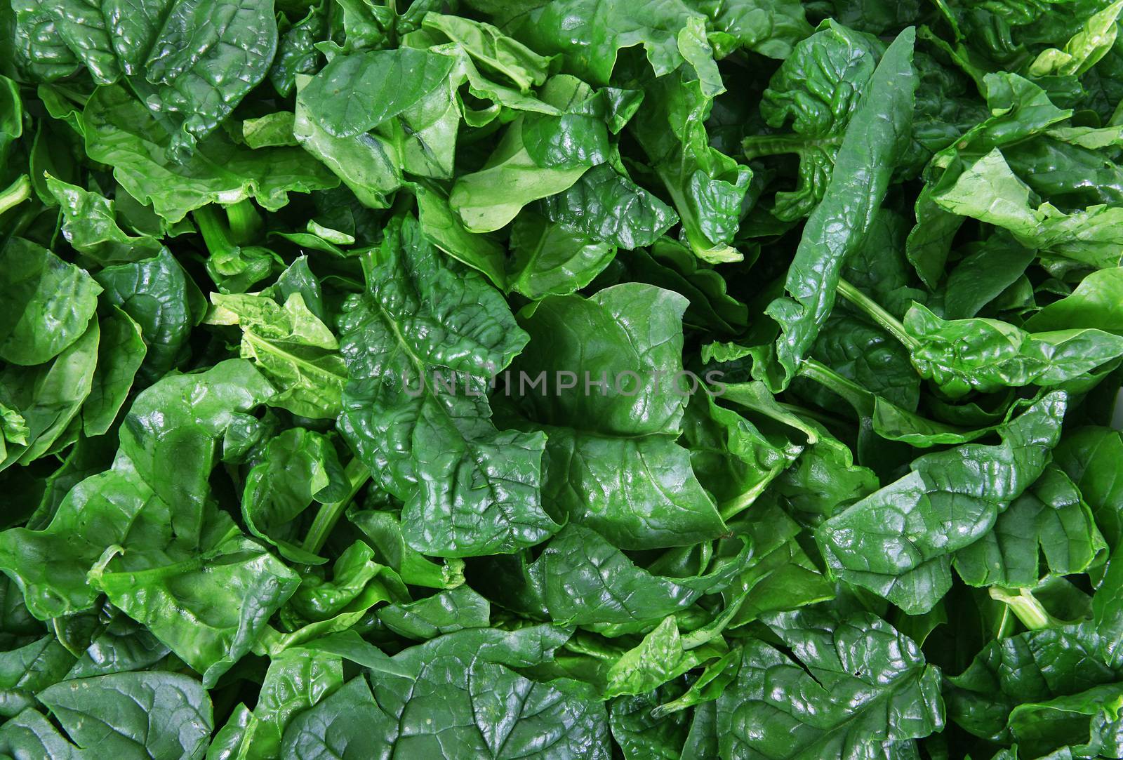 a fresh spinach on all background