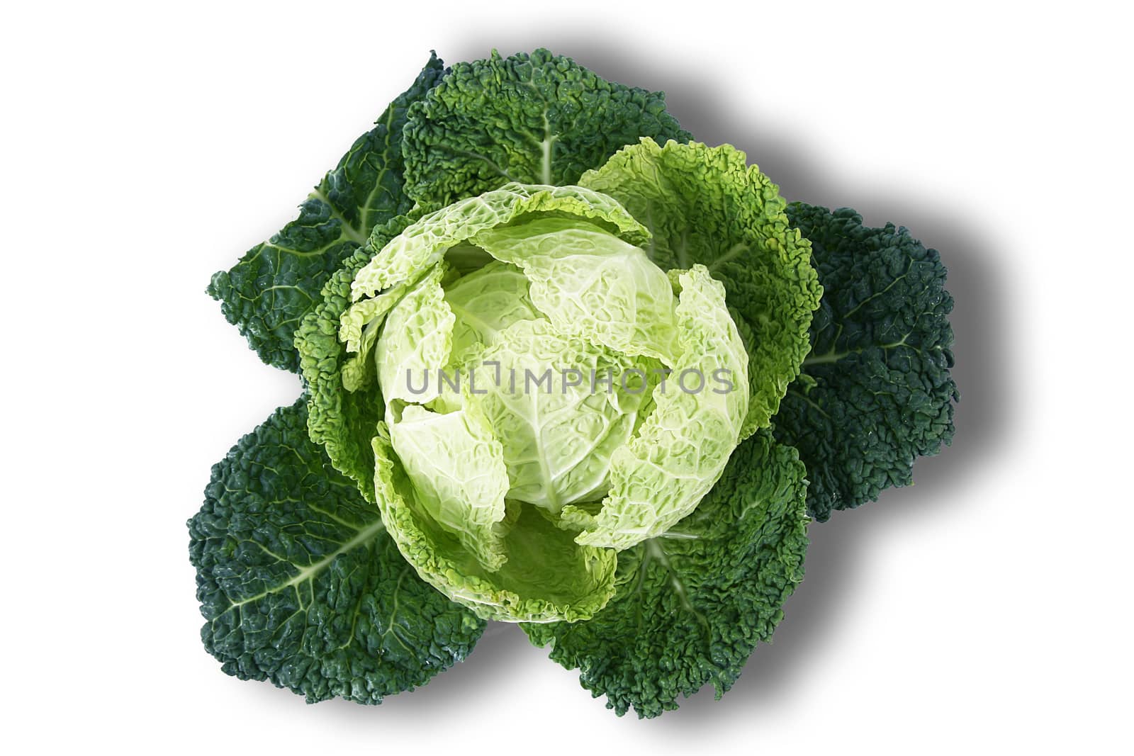 a fresh cabbage on white background