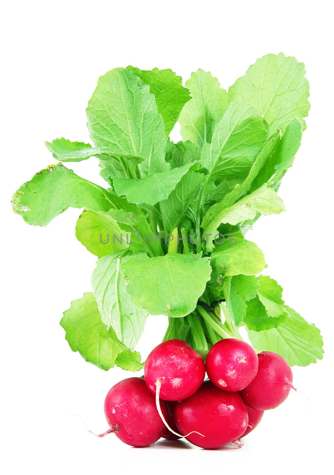 fresh radishes on white background