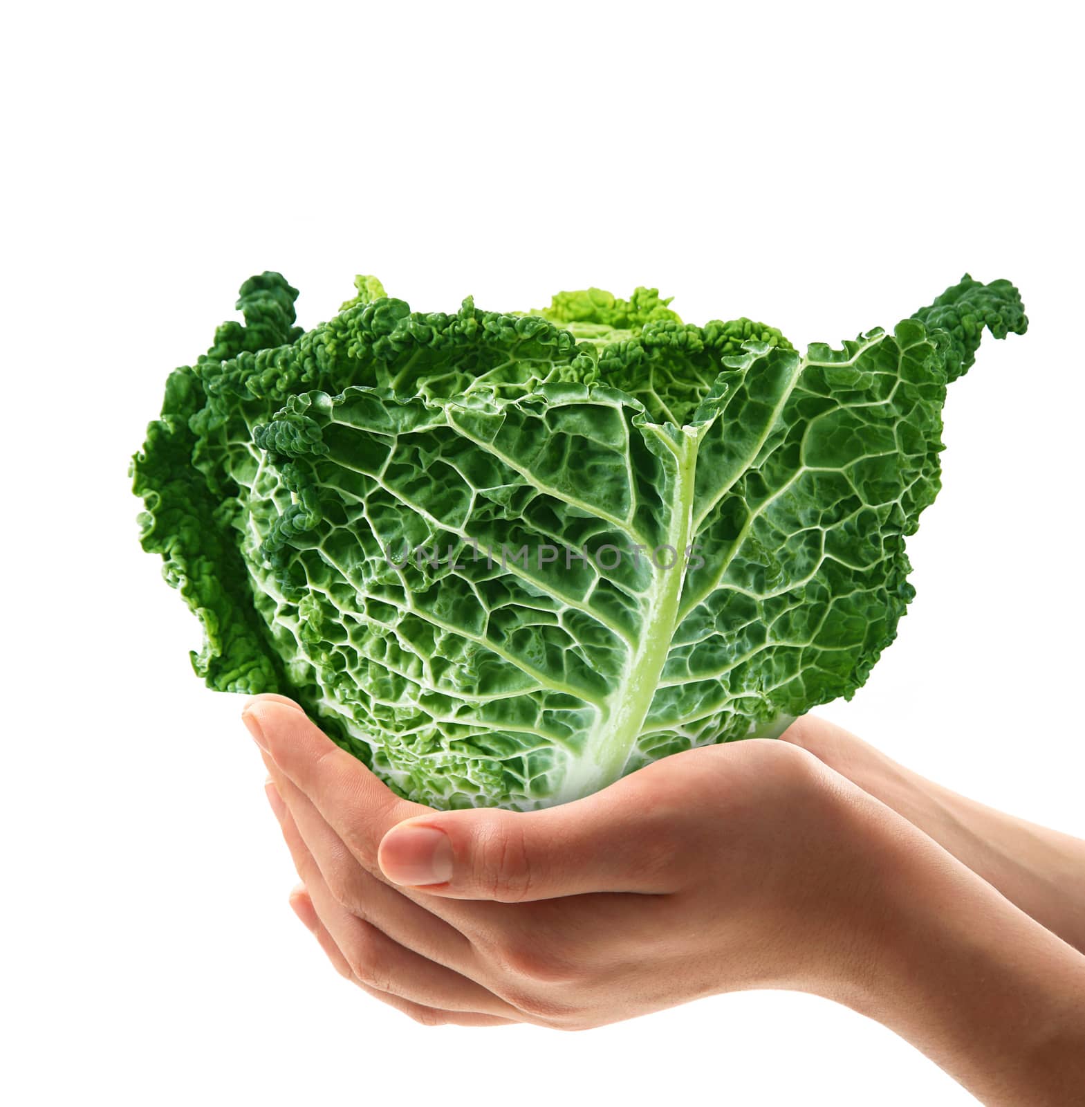 fresh cabbage in the hands on white background