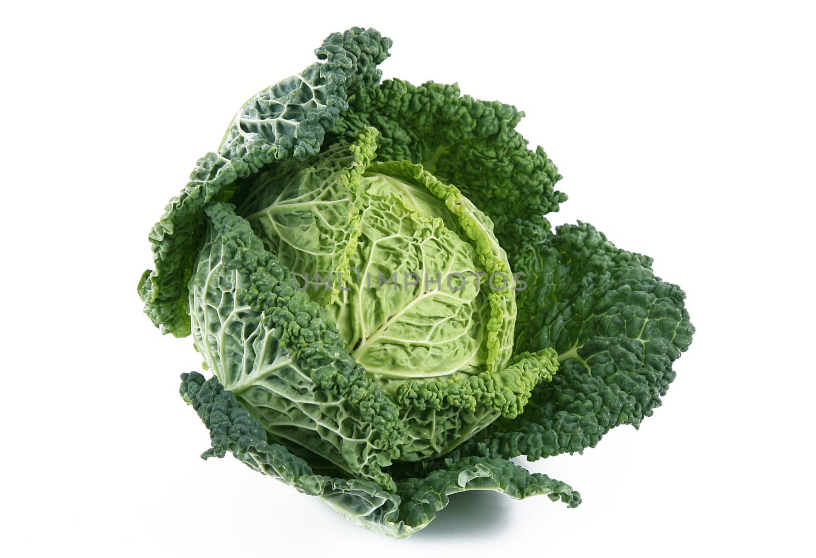 a fresh cabbage on white background