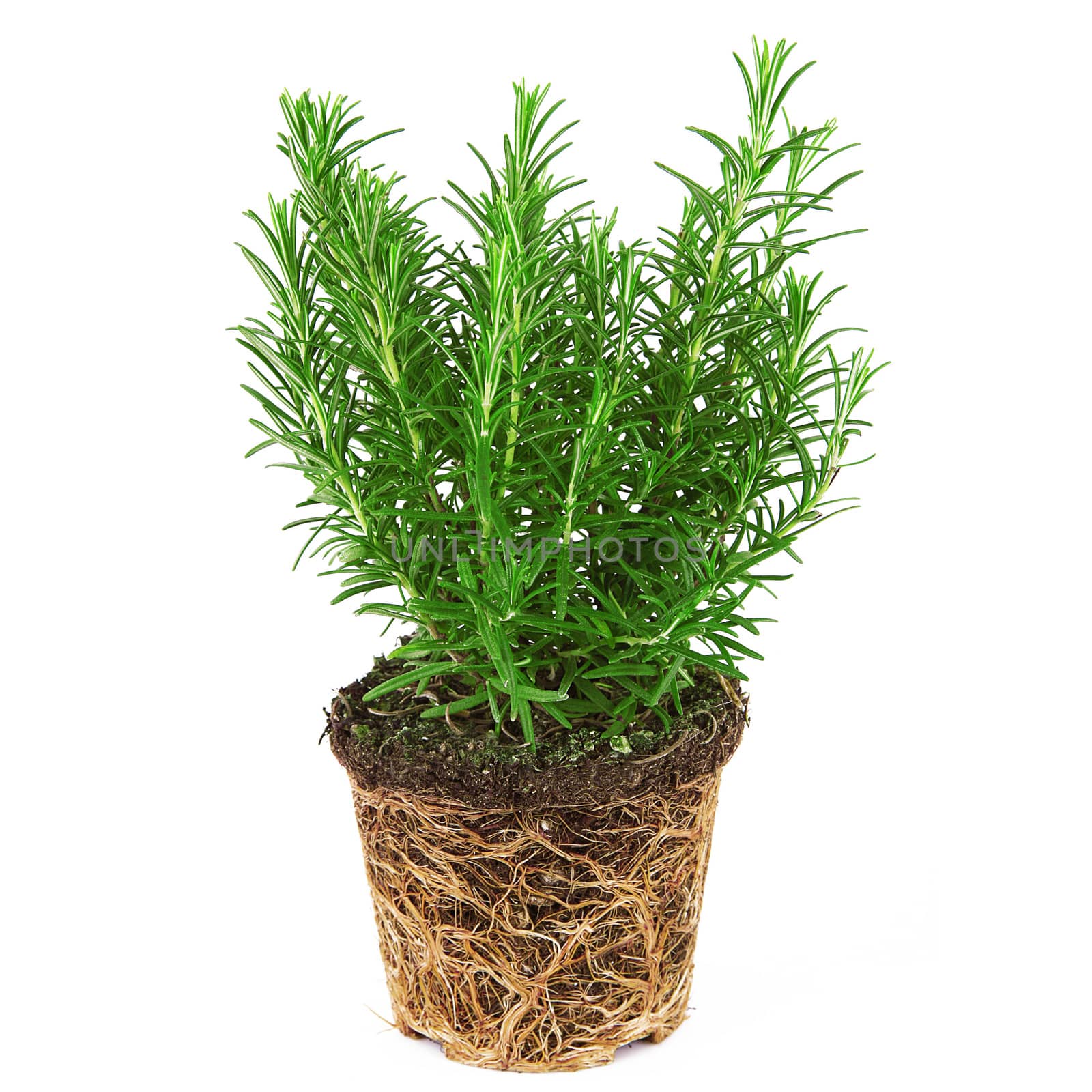 a fresh rosemary plant on white background