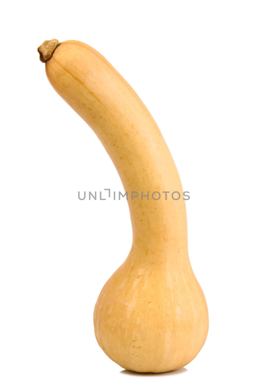 a fresh pumpkin on white background