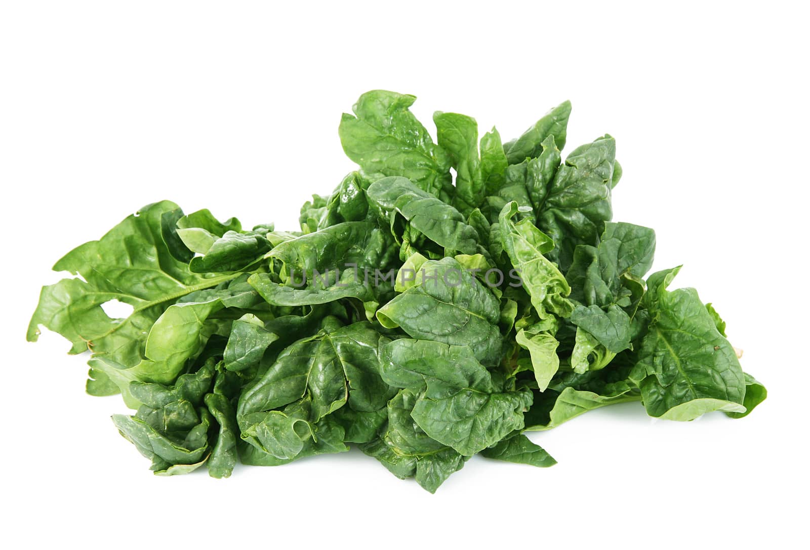 a fresh spinach on white background