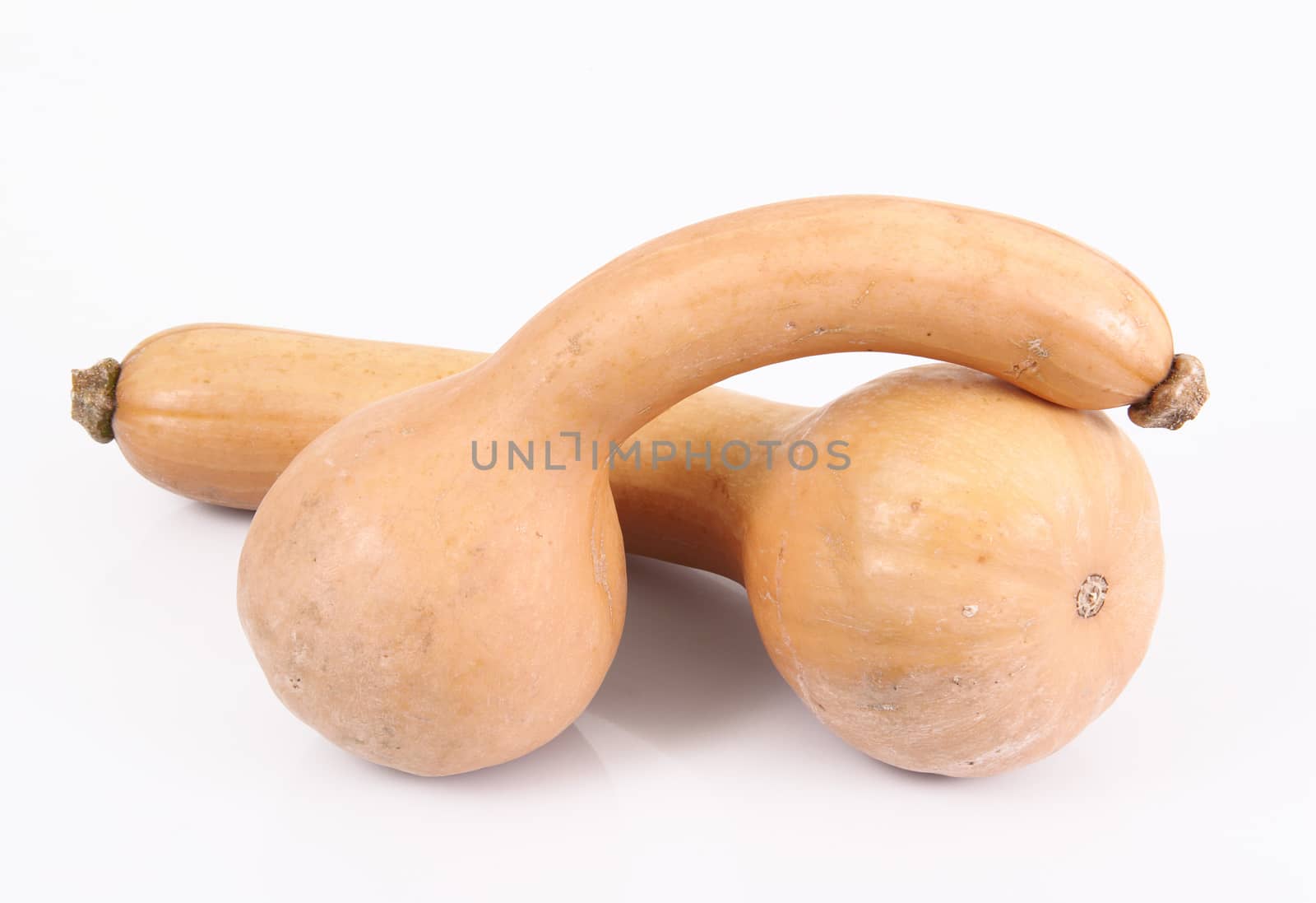 a fresh pumpkin on white background