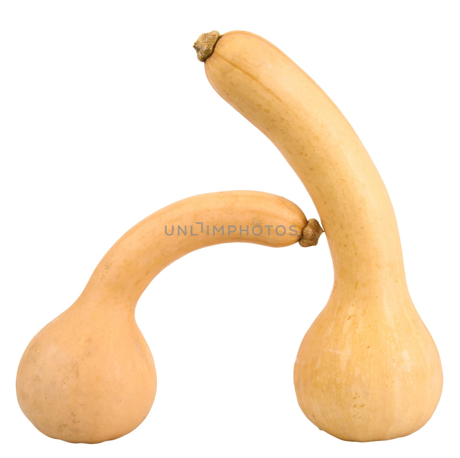 a fresh pumpkin on white background
