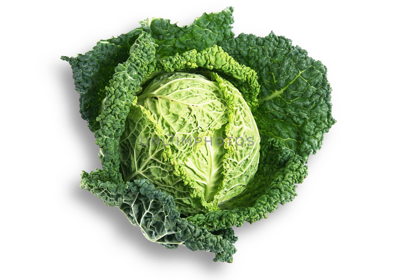 a fresh cabbage on white background