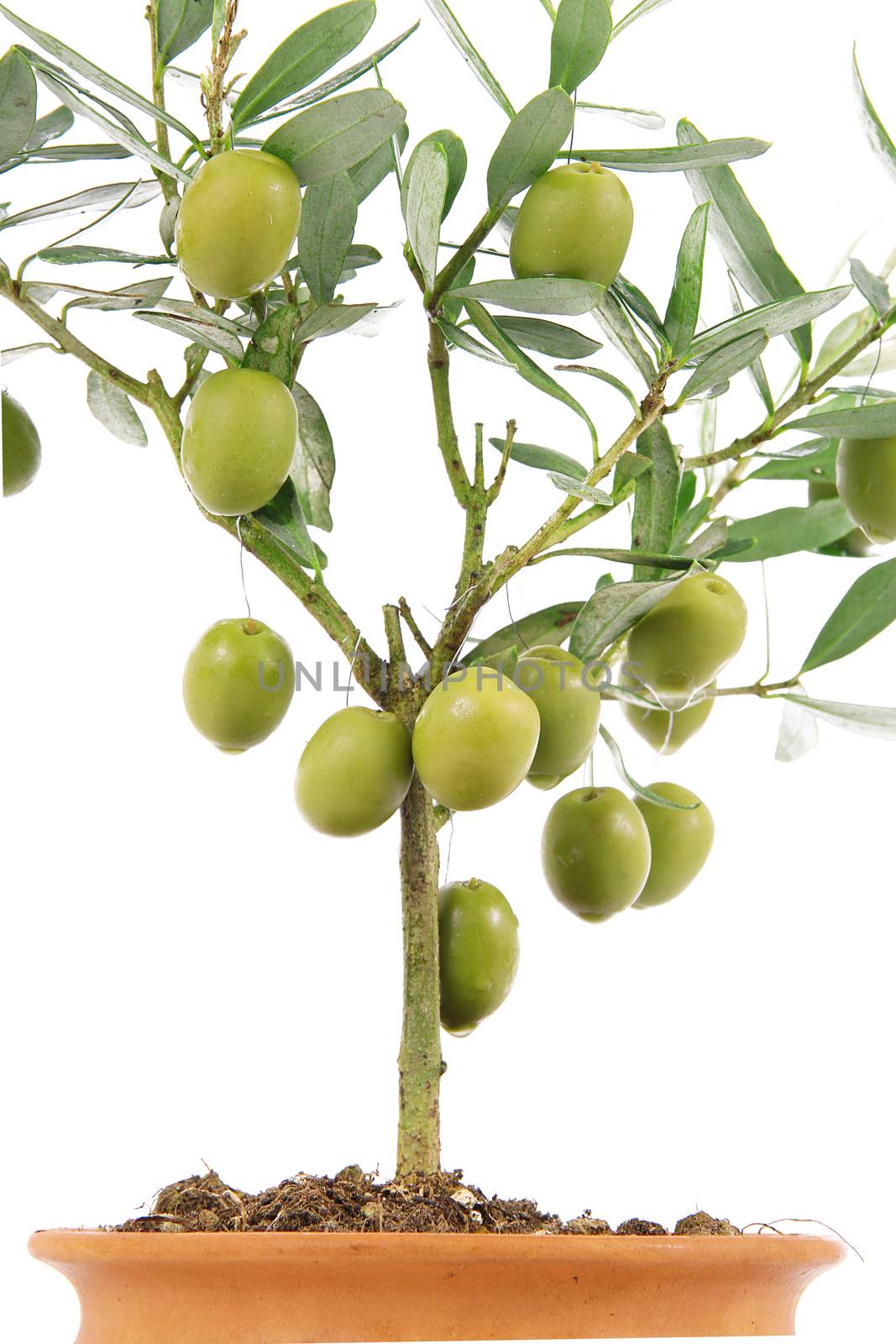 olive plant on white background