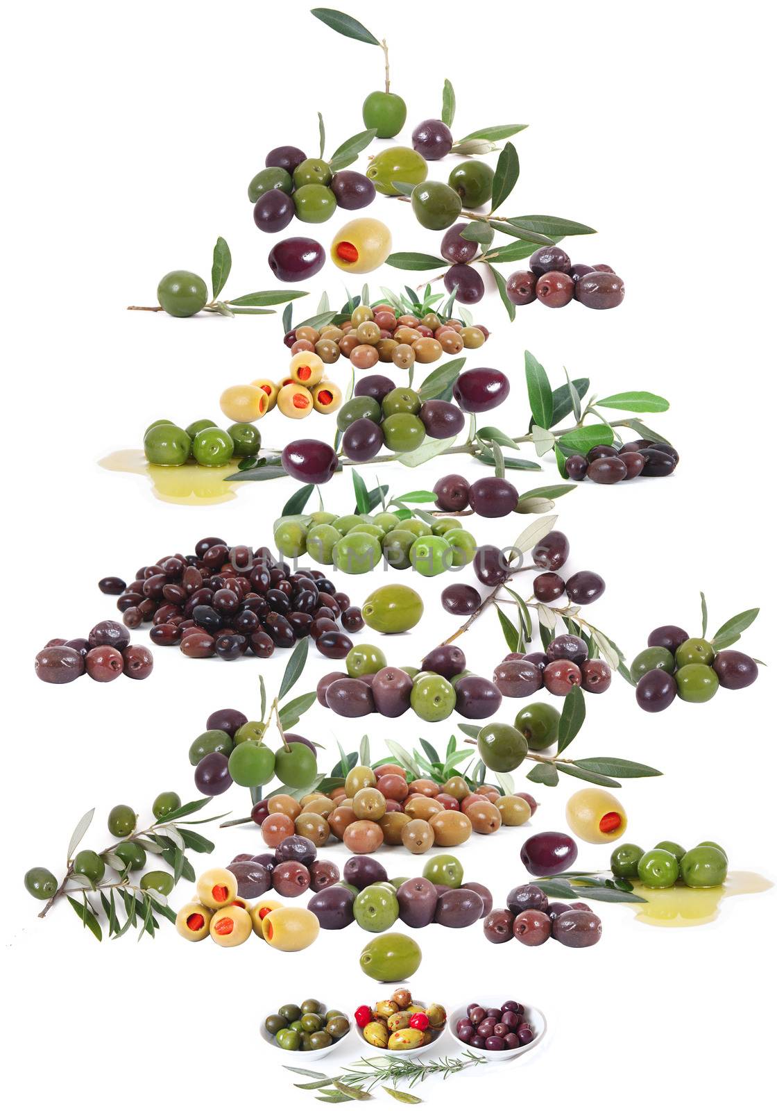 isolated olives tree on white background
