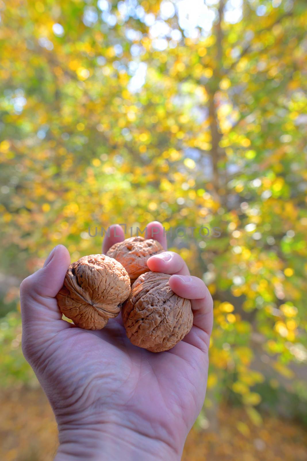 Autumn ripe walnuts in a hand