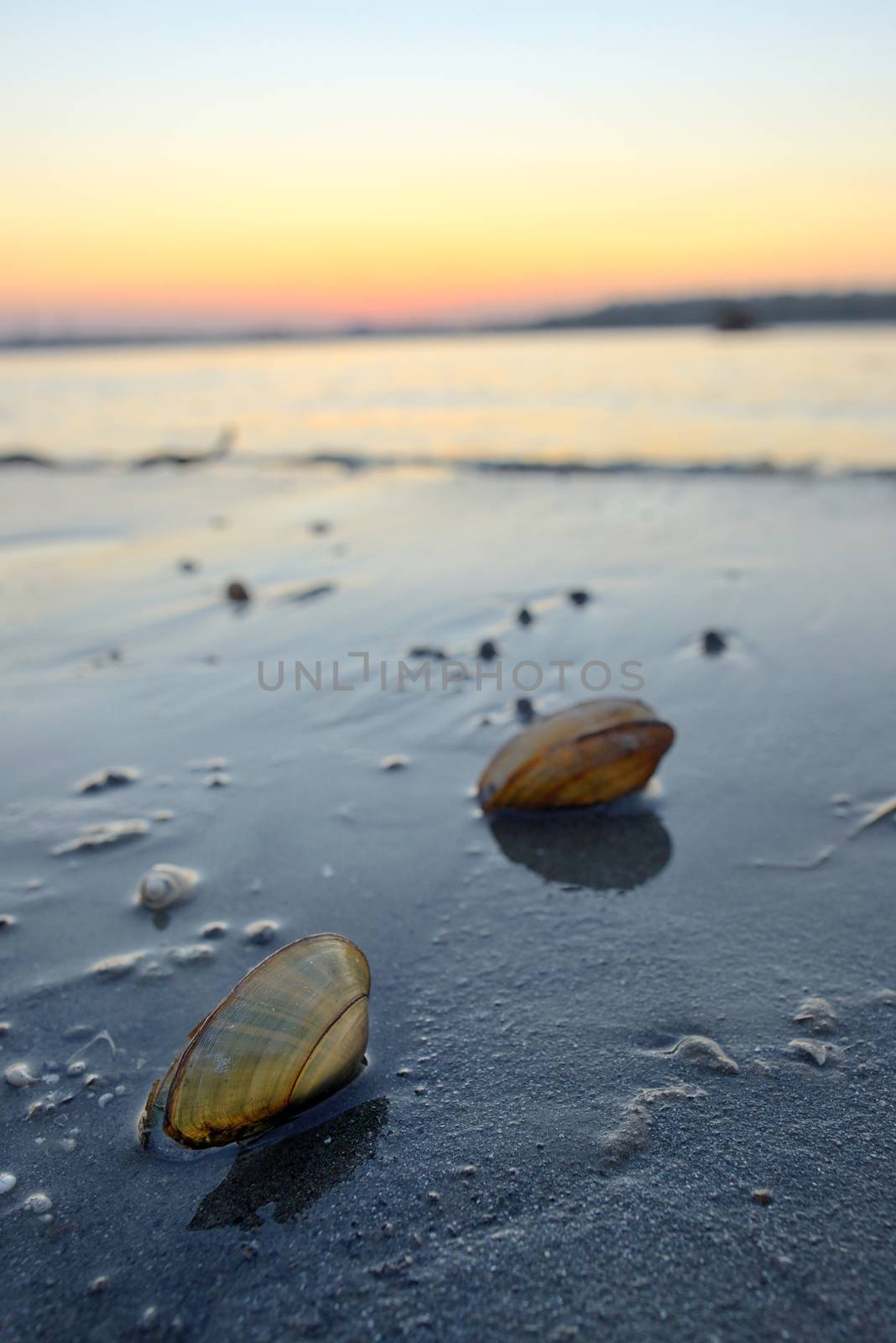 Open mussel shells on sand  by mady70
