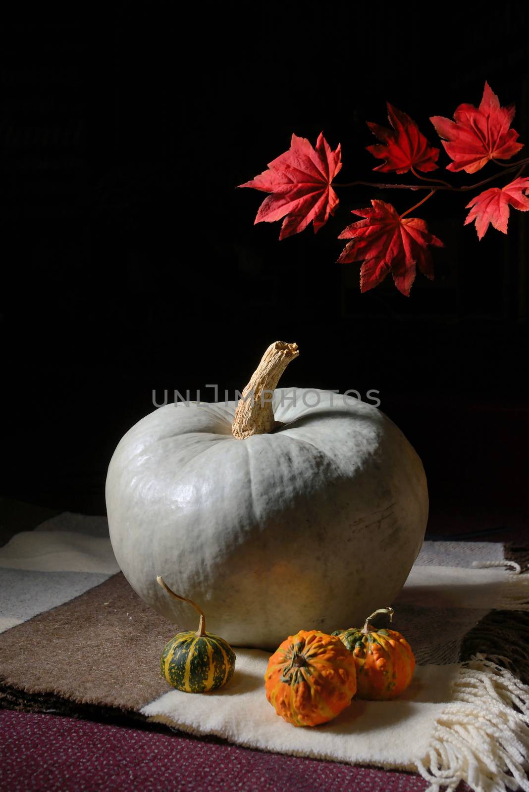 raw pumpkin on rustic carpet  by mady70