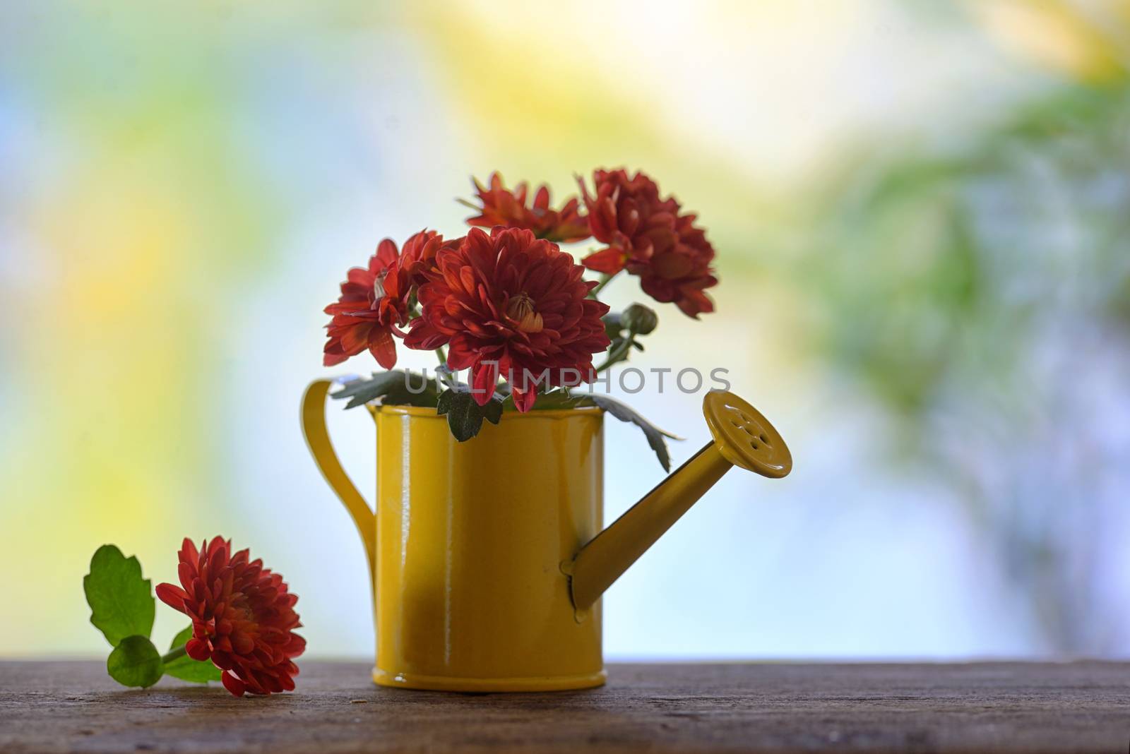 Red chrysanthemums in small watering can