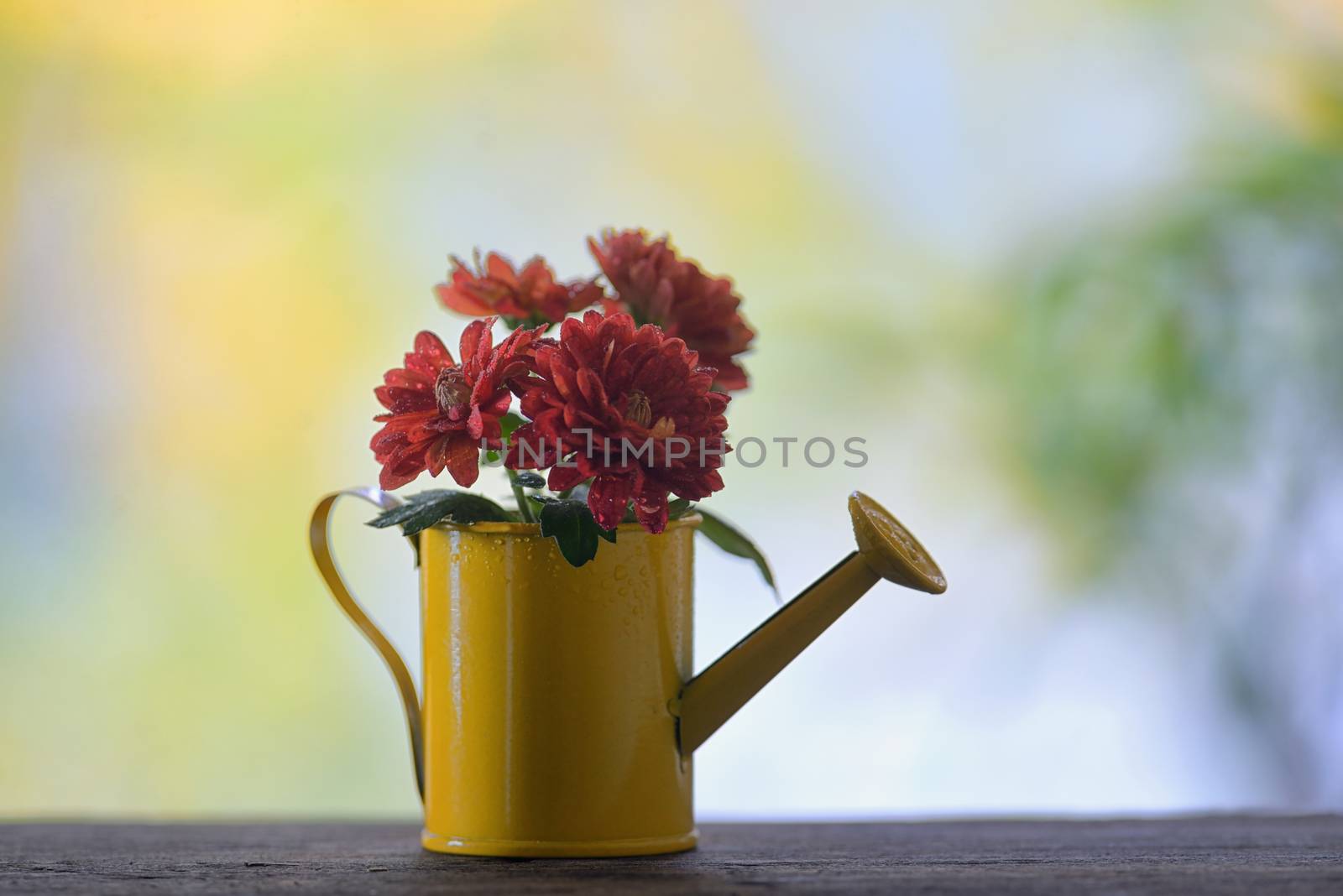 Red chrysanthemums in small watering can