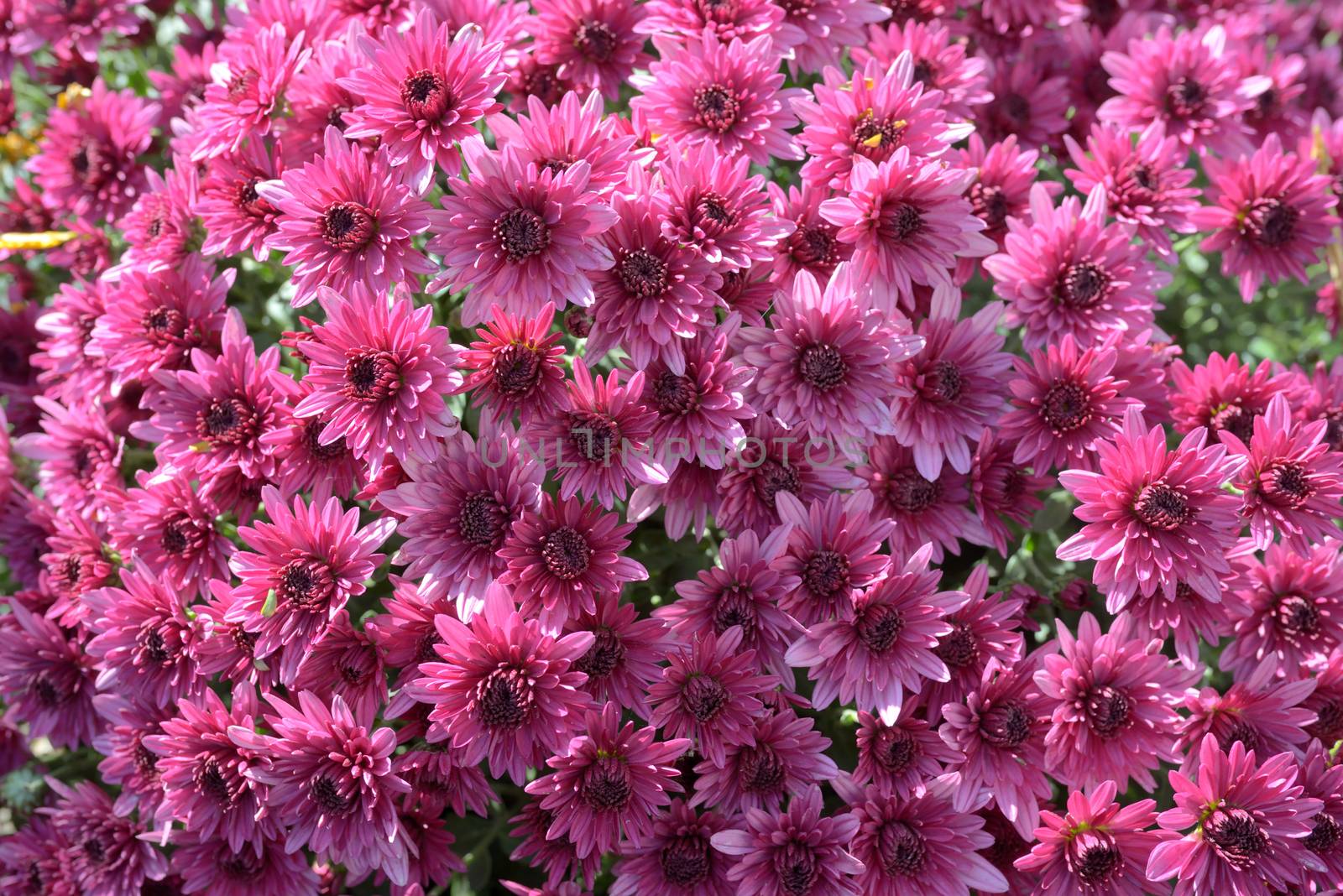 Pink chrysanthemums background in autumn time