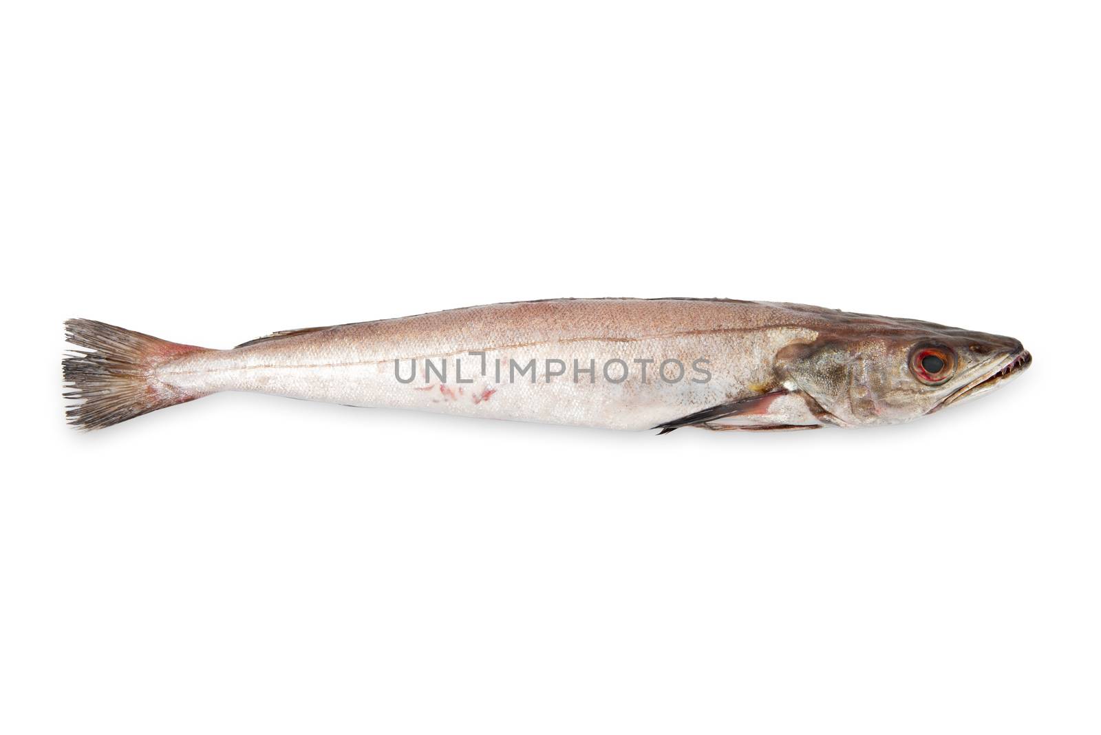 fresh hake on white background