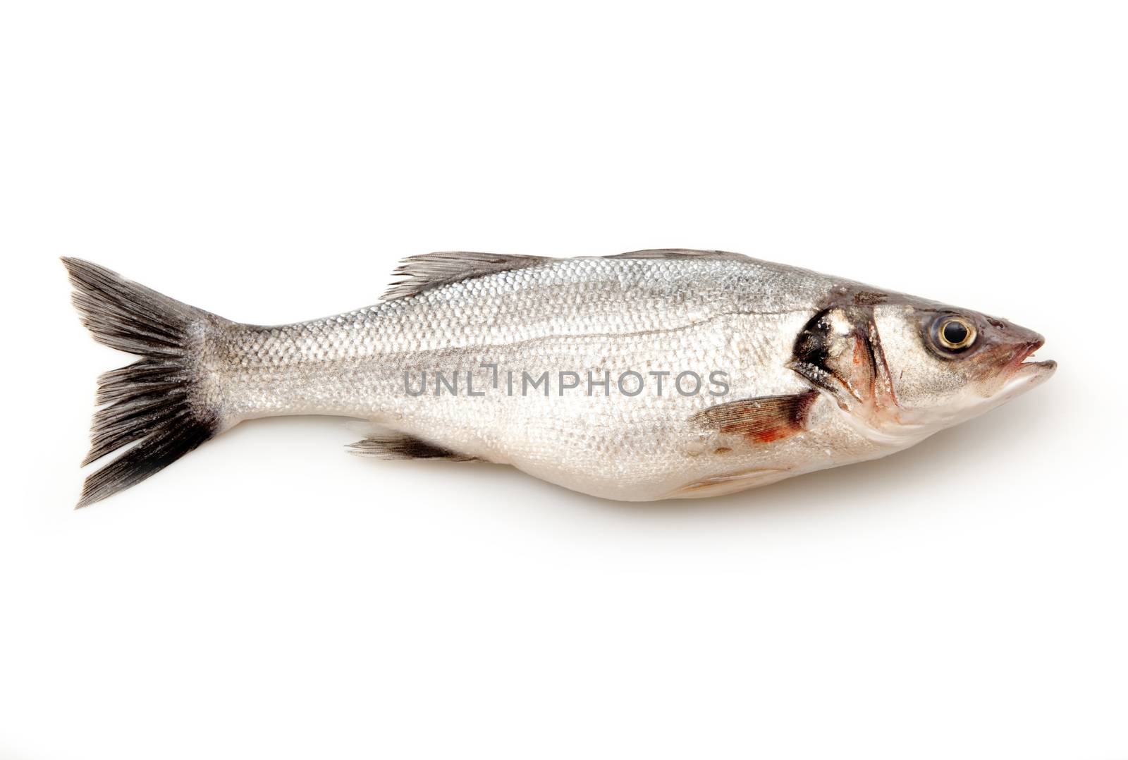 isolated fresh bass on white background