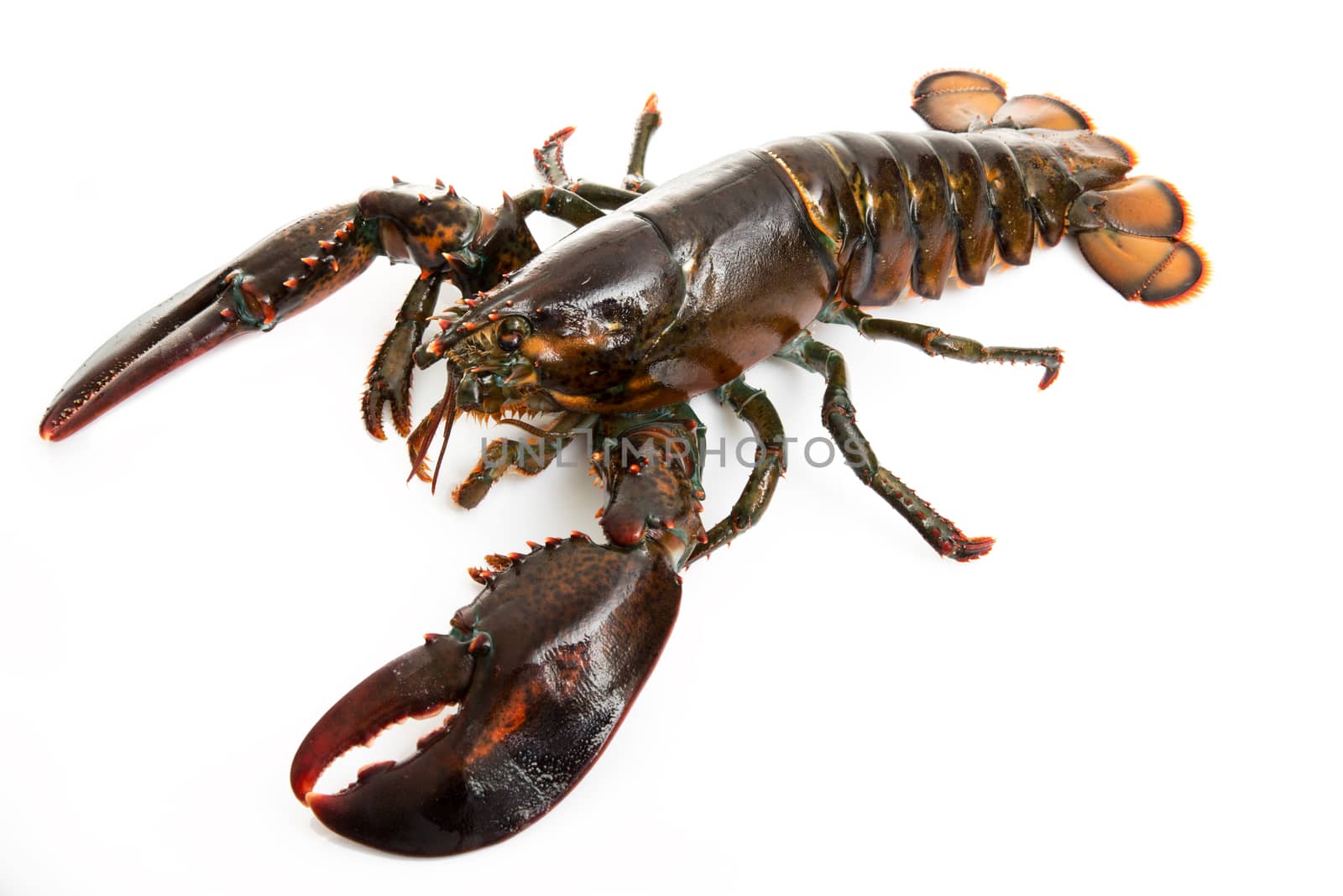 delicious lobster on white background