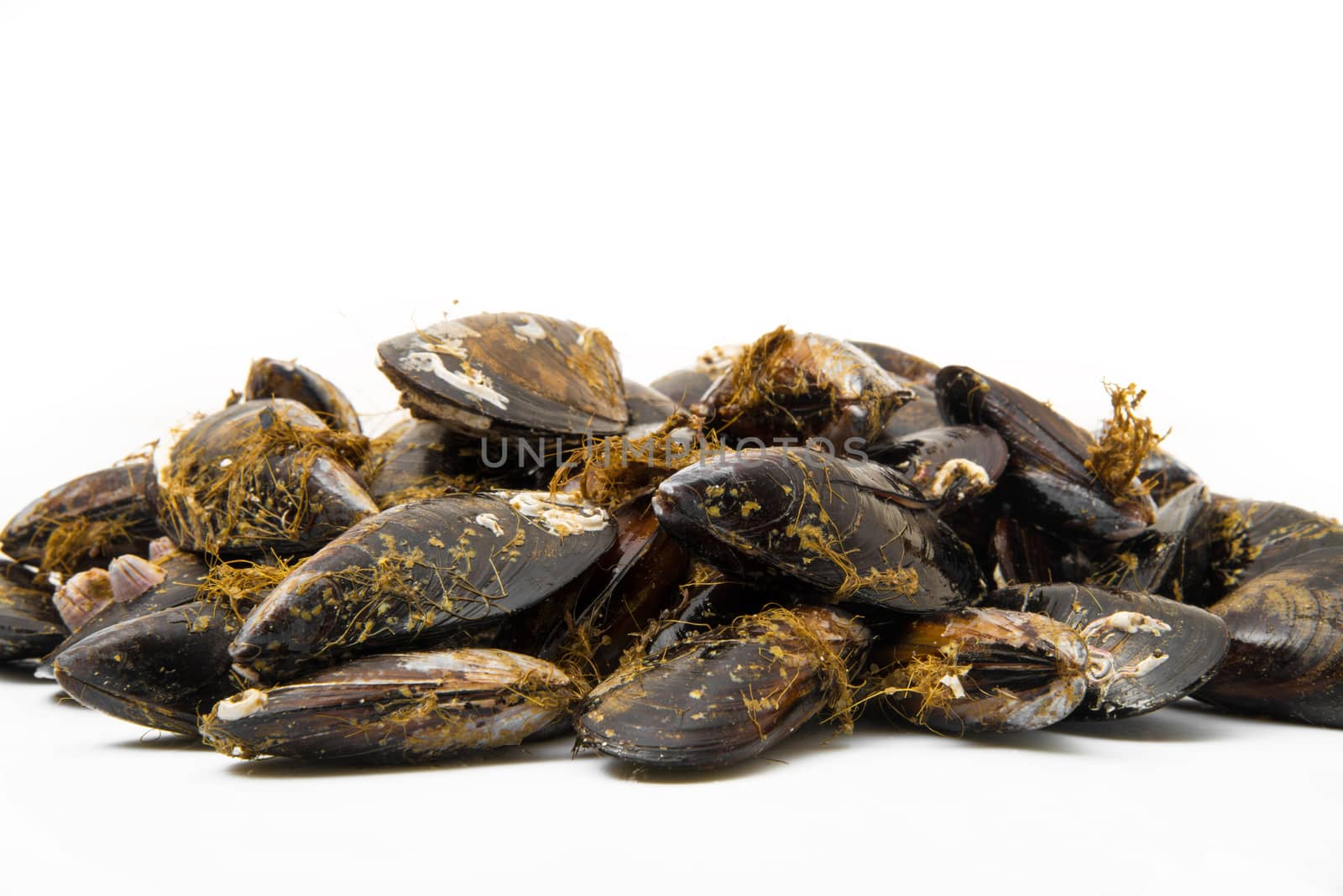 isolated fresh mussels on white background