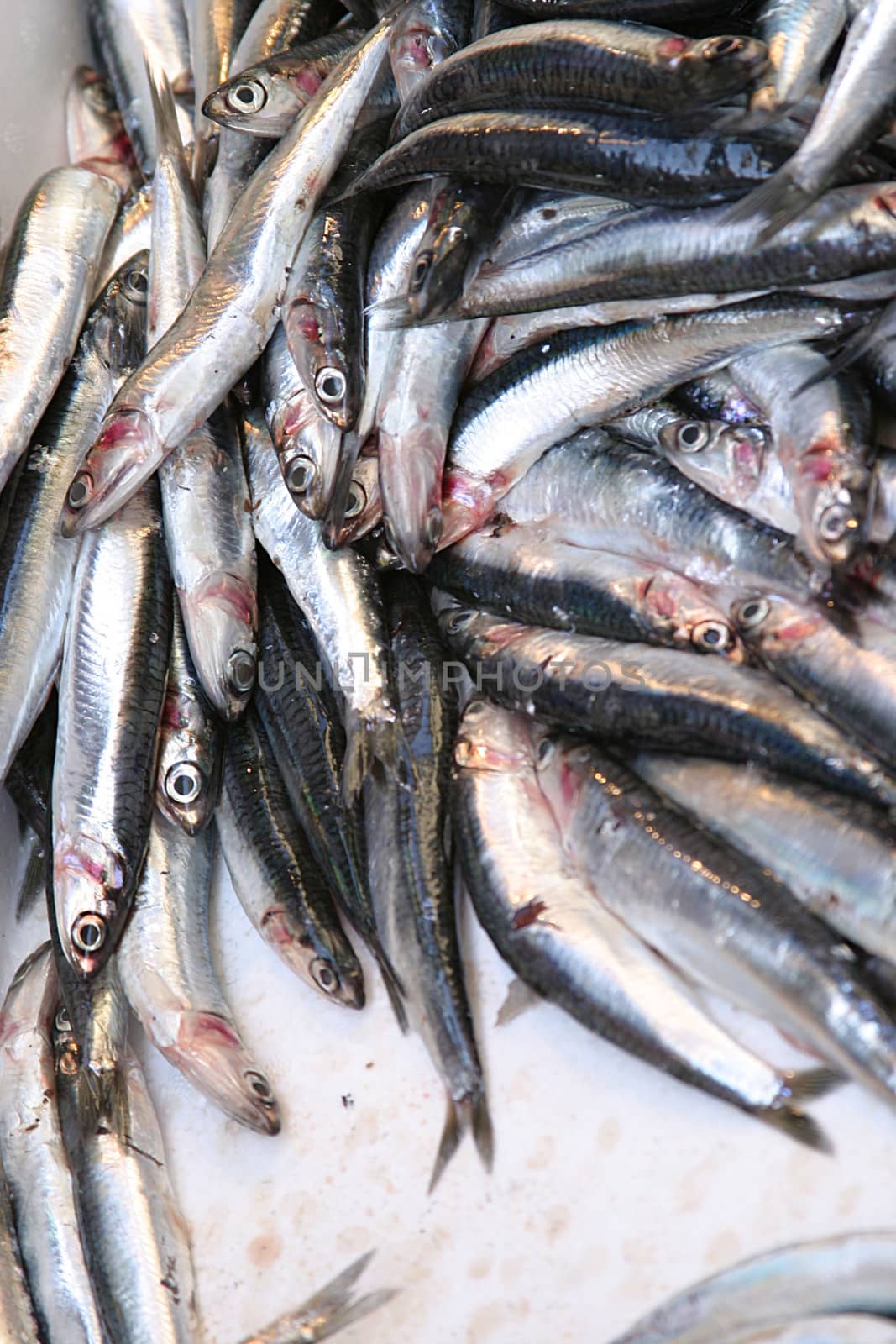 fresh anchovies on white background