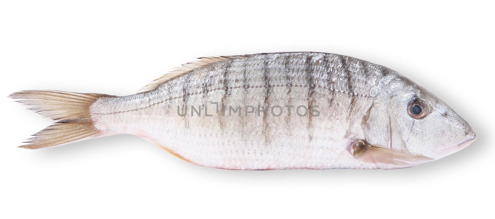 fresh fish on white background