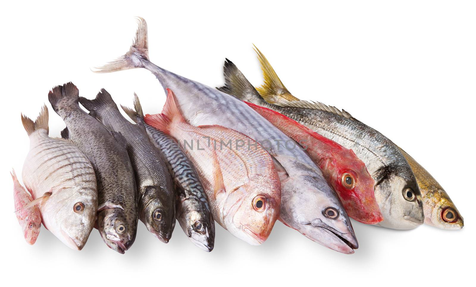 fresh fish collage on white background