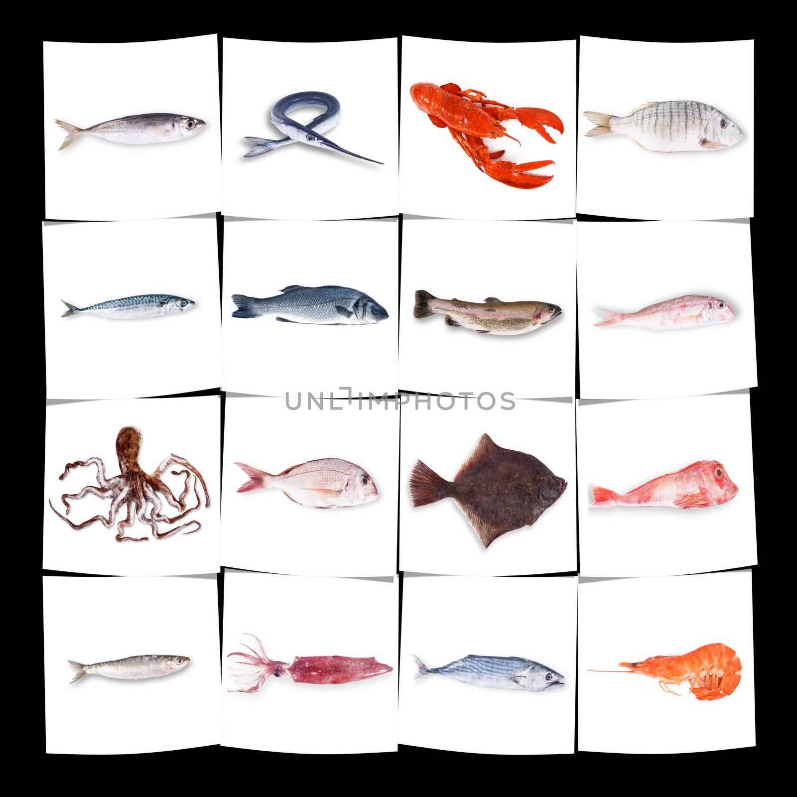 fresh fish collage on white background