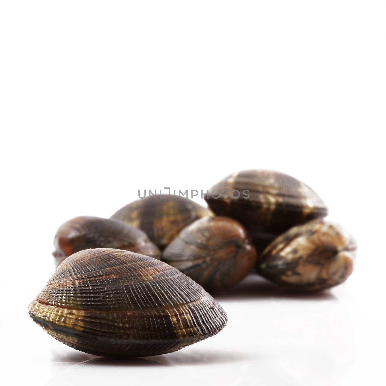 isolated fresh clams on white background