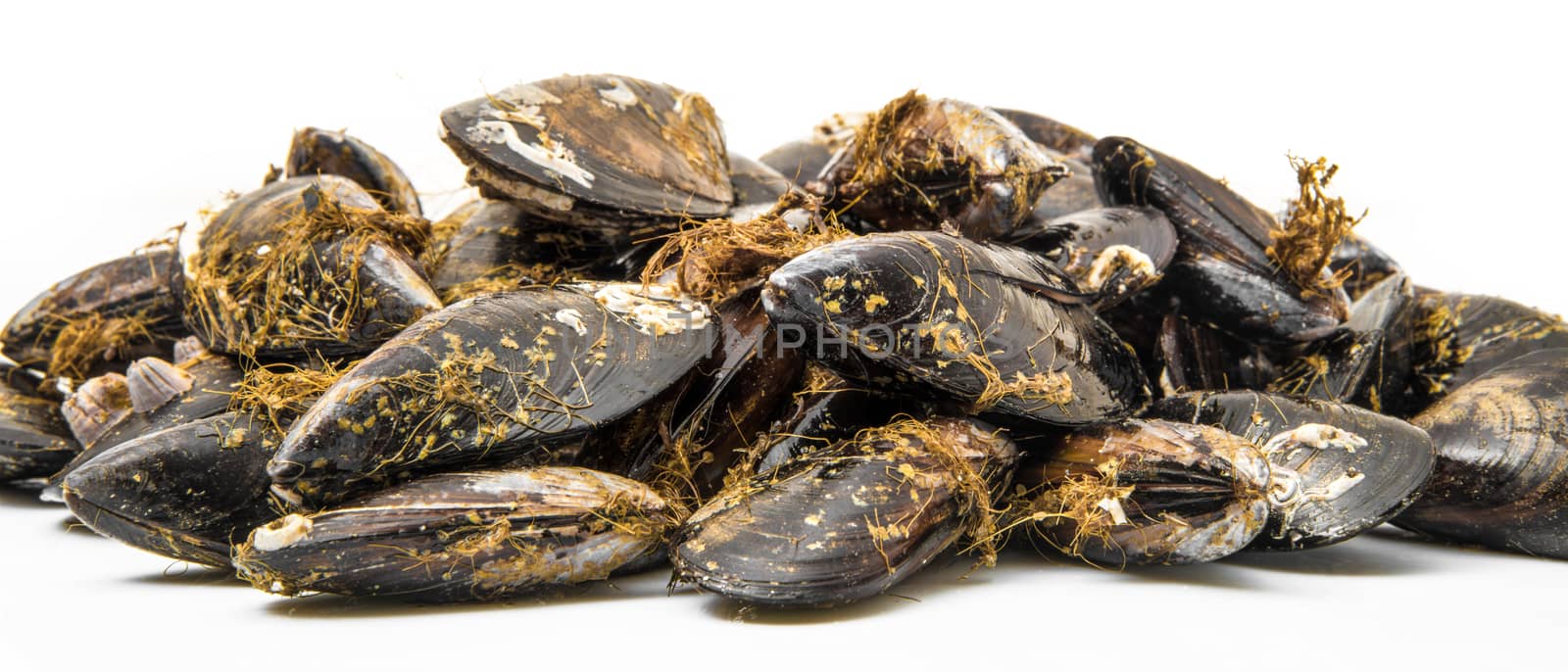 isolated fresh mussels on white background