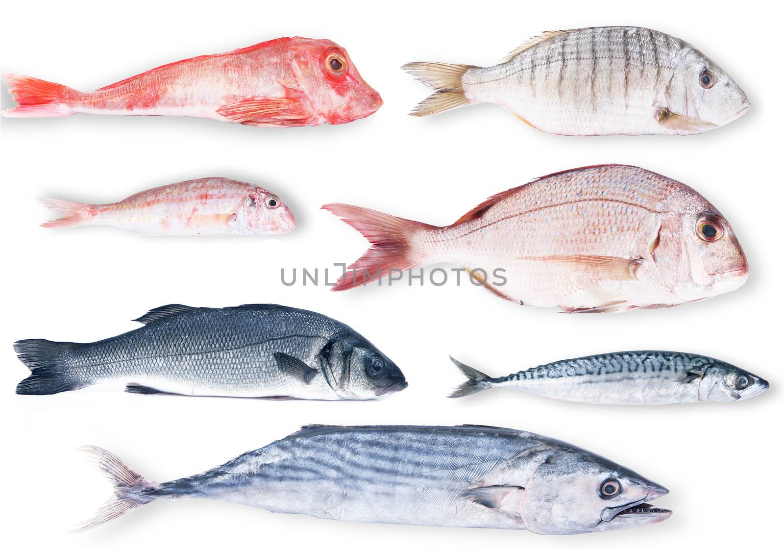 fresh fish collage on white background