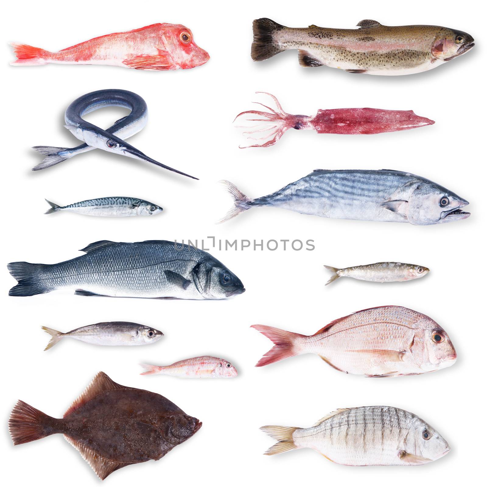 fresh fish collage on white background