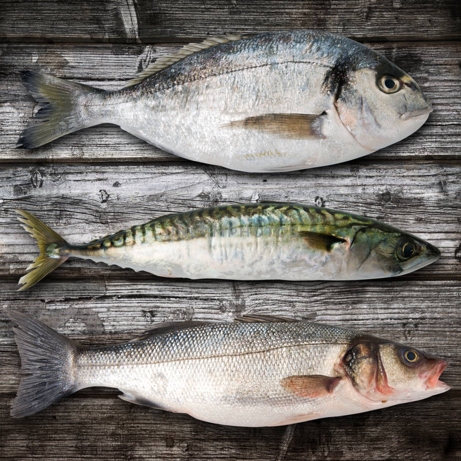 fresh fish collage on wooden background