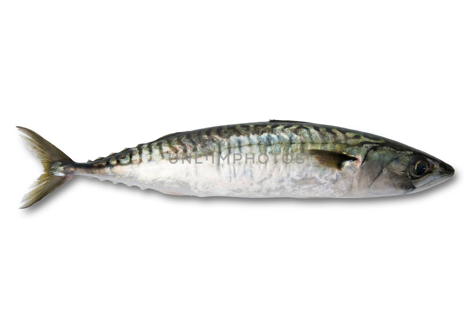 fresh mackerel on white background